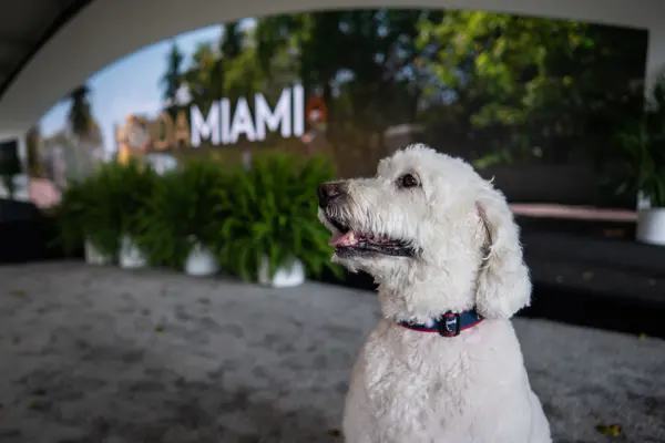 MODA Miami at the Biltmore Hotel in Miami, FL on February 28, 2026.